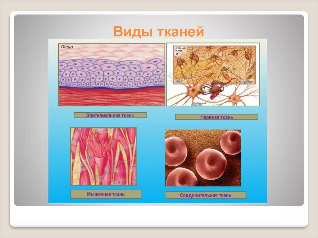 Ткани человека. Ткани животных. Ткани анатомия. Состав тканей животных