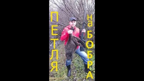 Петля на бобра видео