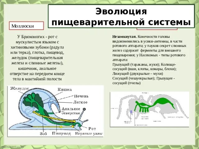 Пищеварение беспозвоночных животных. Строение пищеварительной системы членистоногих таблица. Эволюция систем органов животных пищеварительная система. Эволюция систем органов животных пищеварительная система. Эволюция пищеварительной системы системы системы животных.