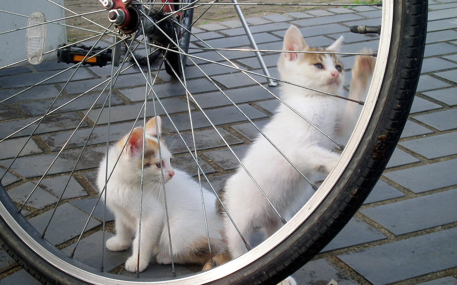 Кошачий велосипед. Котик на велосипеде. Кот велосипедист. Котёнок в корзинке велосипеда.