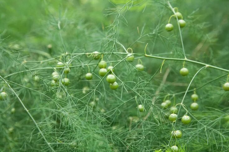What Is Ferning Out - What To Do For Asparagus Ferning Out Early Asparagus plant