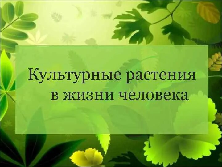 Книги откудьтурных растениях. Книнм о культуреых растения. Книги о культуреых растениям. Книги о культурных раст. Значение культурных растений в жизни человека 7