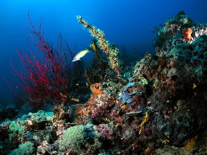 Картинки подводное море