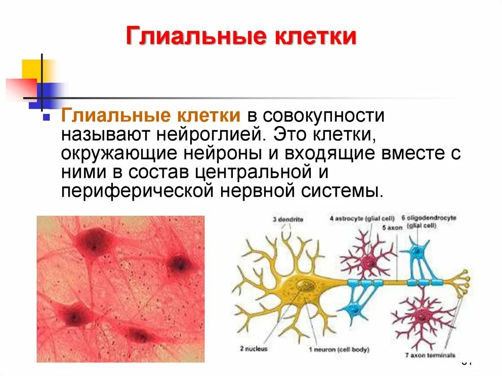 Глиальные клетки головного мозга. Глиальные клетки нервной ткани. Клетки спутники нейроглия. Строение нервной клетки глии.