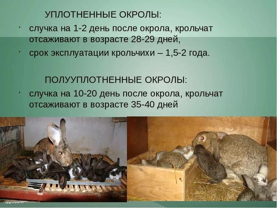 Сколько месяцев крольчихи. Размножение кроликов. Период размножения кроликов. Возраст для спаривания кроликов.