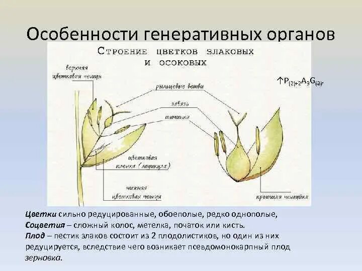 Органы злаковых. Генеративные органы злаковых рисунок ЕГЭ. Генеративные органы злаков ЕГЭ схема. Генеративные органы злаковых строение. Генеративные органы злаков строение.