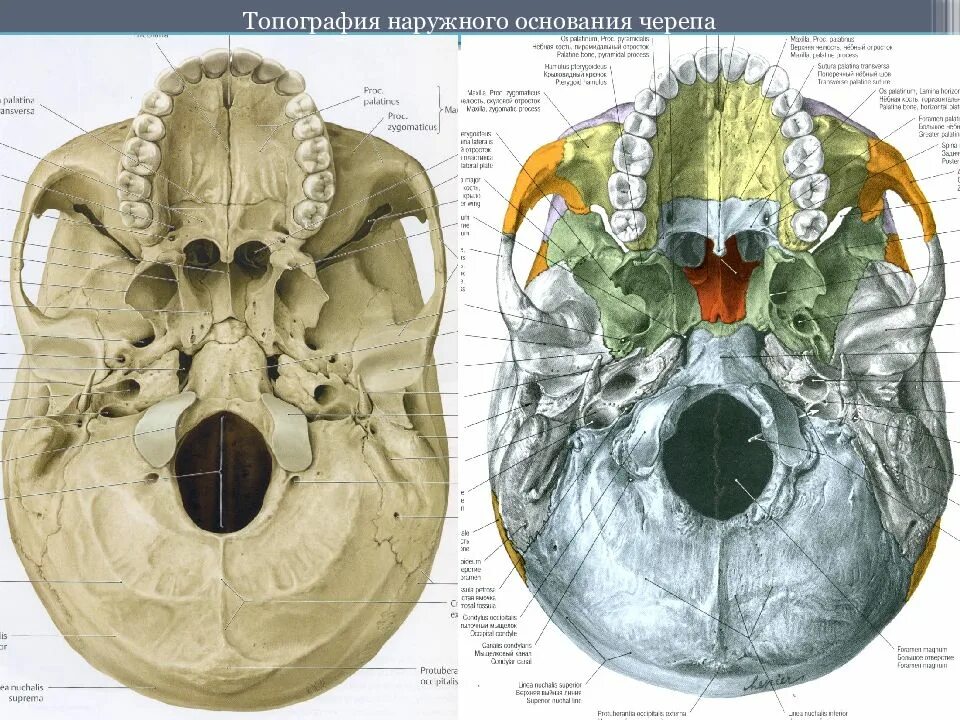 Области основания черепа. Череп анатомия человека Синельников. Внутреннее основание черепа анатомия атлас. Топография черепа наружное основание. Нижнее основание черепа анатомия.