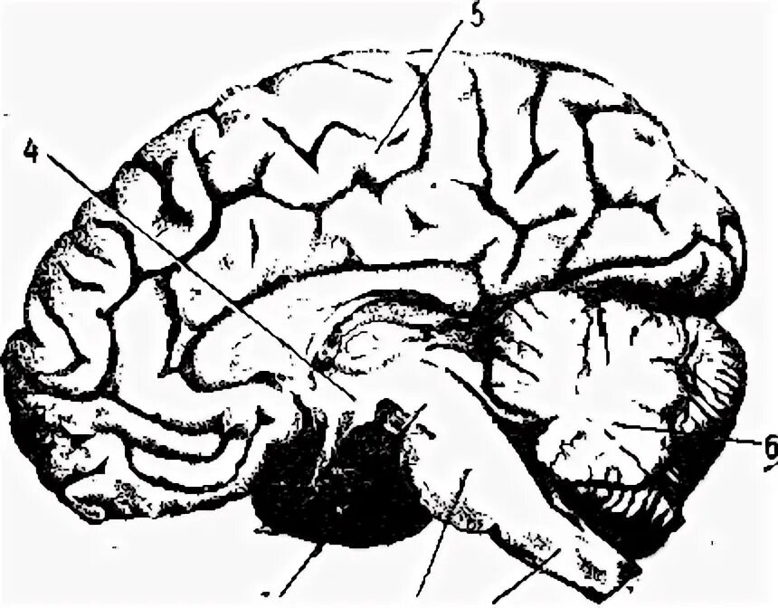 Мозг 4,5.