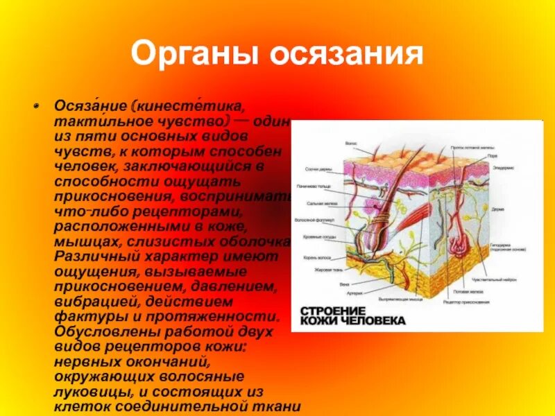 Орган осязания. Кожа человека орган осязания. Орган осязания строение и функции. Органы чувств орган осязания.