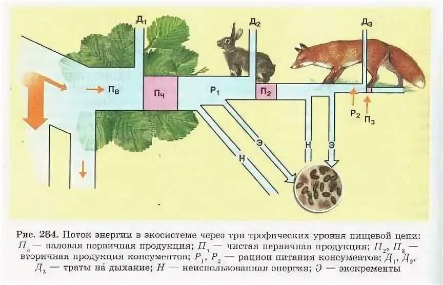 Три функциональные группы экосистемы. Поток энергии в экосистемах. поток энергии в трофической цепи. функциональные группы экосистемы. функциональные группы организмов.