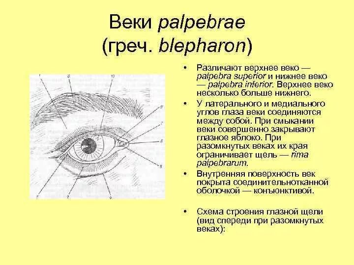 Внутренняя поверхность век. Внутренняя поверхность Нижнего века. Строение Нижнего века глаза человека.