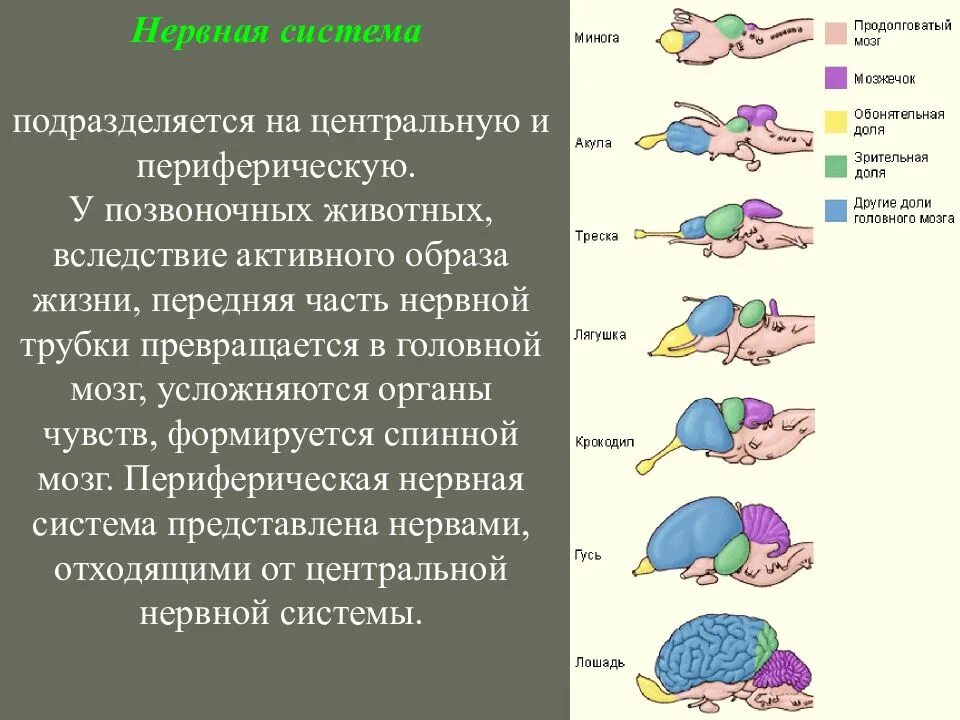 Эволюция мозга у позвоночных животных. Центральная нервная система позвоночных животных. Эволюция нервной системы. Эволюция мозга позвоночных животных. Эволюция нервной системы позвоночных.