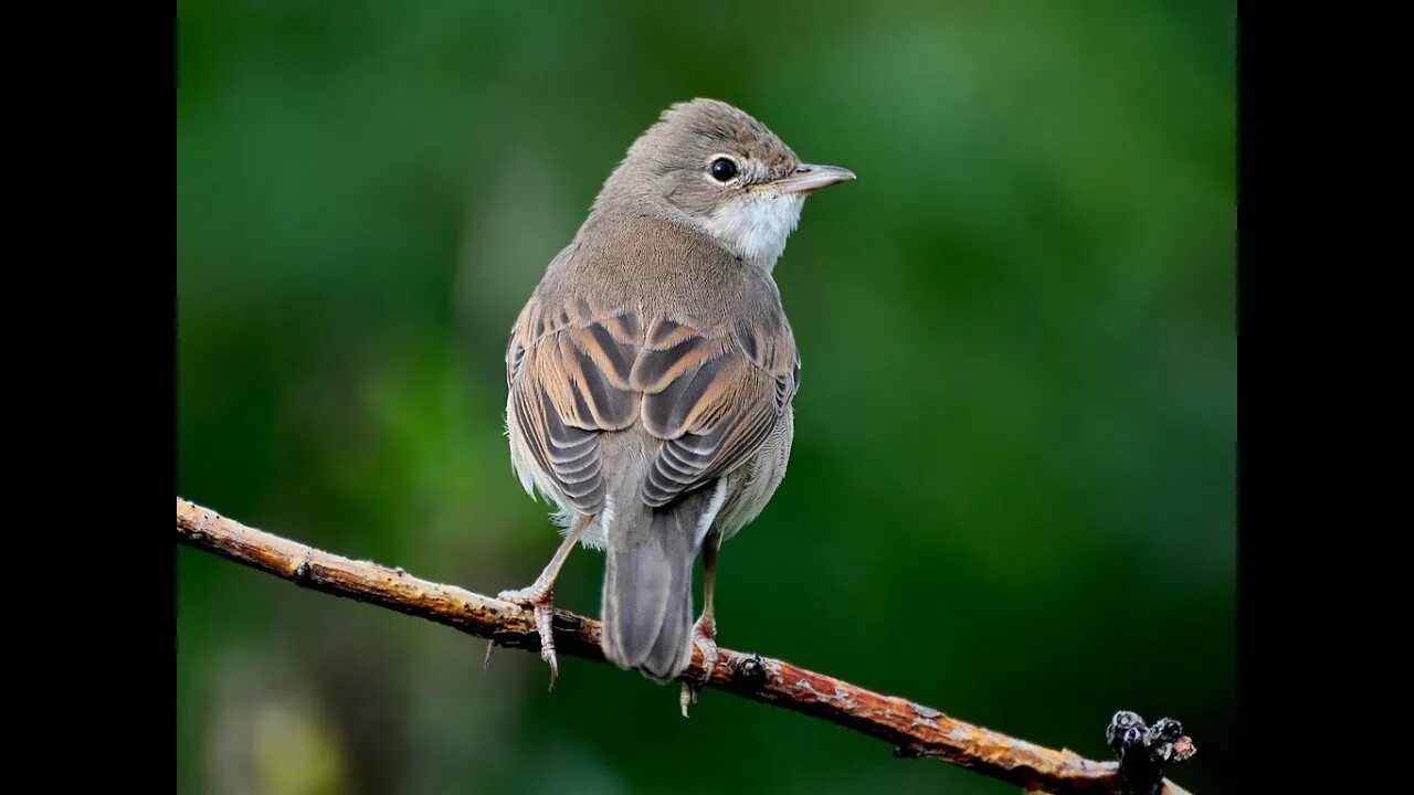 Серая Славка птица. Sylvia communis. Sylvia Славка. Серая Славка (Sylvia communis) Вики.