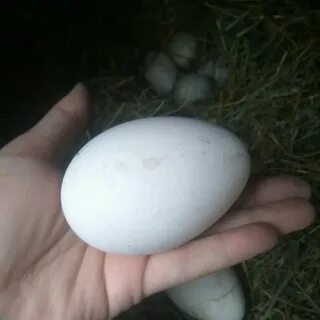 Яйцо гусыни