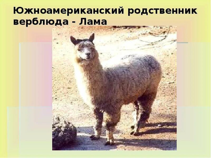 Родственники верблюда. Родственники верблюда. Альпака гуанако викунья. Лама сури альпака. Родственники верблюда.