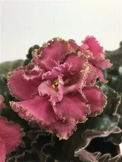 Лф коралловая мечта