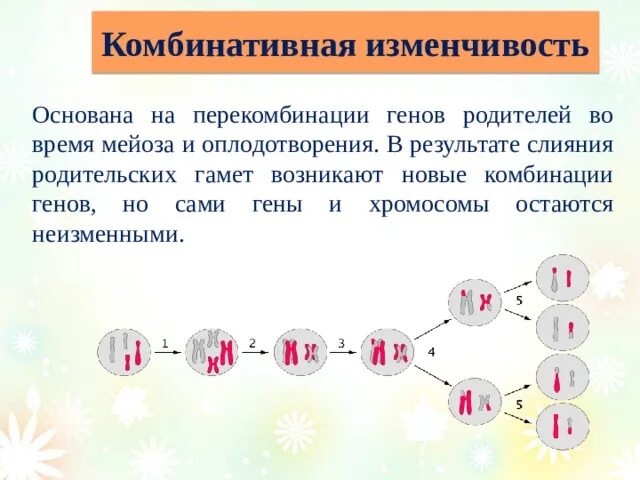 Появление новых сочетаний генов. Комбинативная изменчивость мейоз. Примеры комбинативной изменчивости. Результат комбинативной изменчивости. Комбинативная изменчивость группа крови.