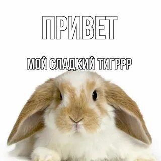 Привет вики