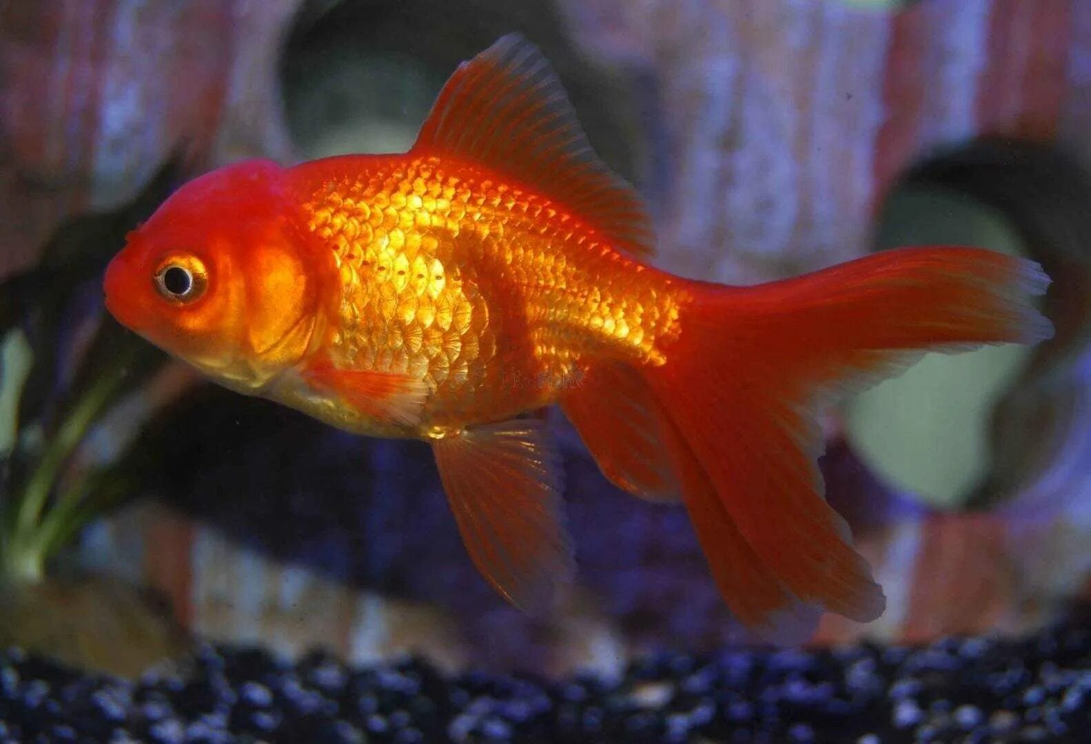 Золотая рыбка Оранда красная. Аквариумная Золотая рыбка Оранда. Золотая рыбка Оранда красная шапочка. Оранда рыбка аквариумная. Золотая рыбка великие