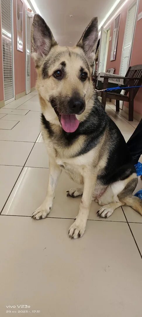 Собака арсеньева. Собака арсеньева. Арсеньев гора сихотэ алинь. Юла арсеньев щенки. Юла арсеньев щенки.