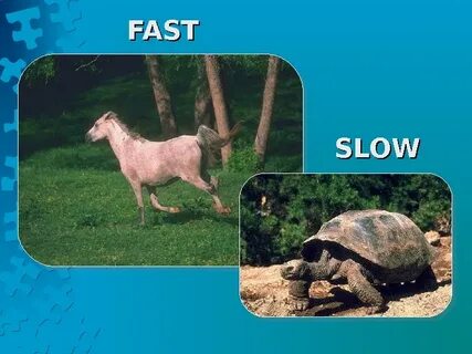 Fast slow