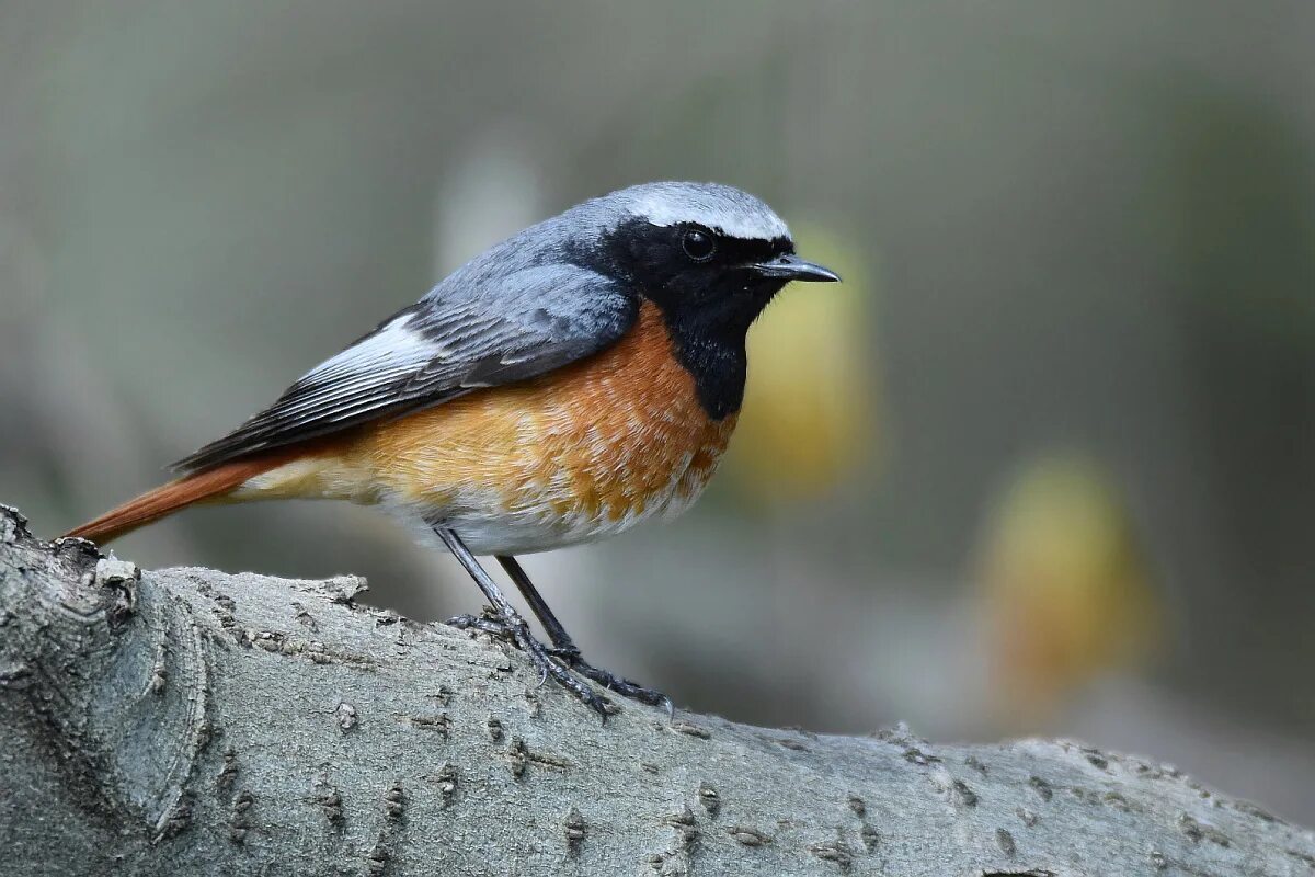Какого цвета горихвостка. Phoenicurus phoenicurus. полевая горихвостка. алашанская горихвостка. сизая горихвостка.