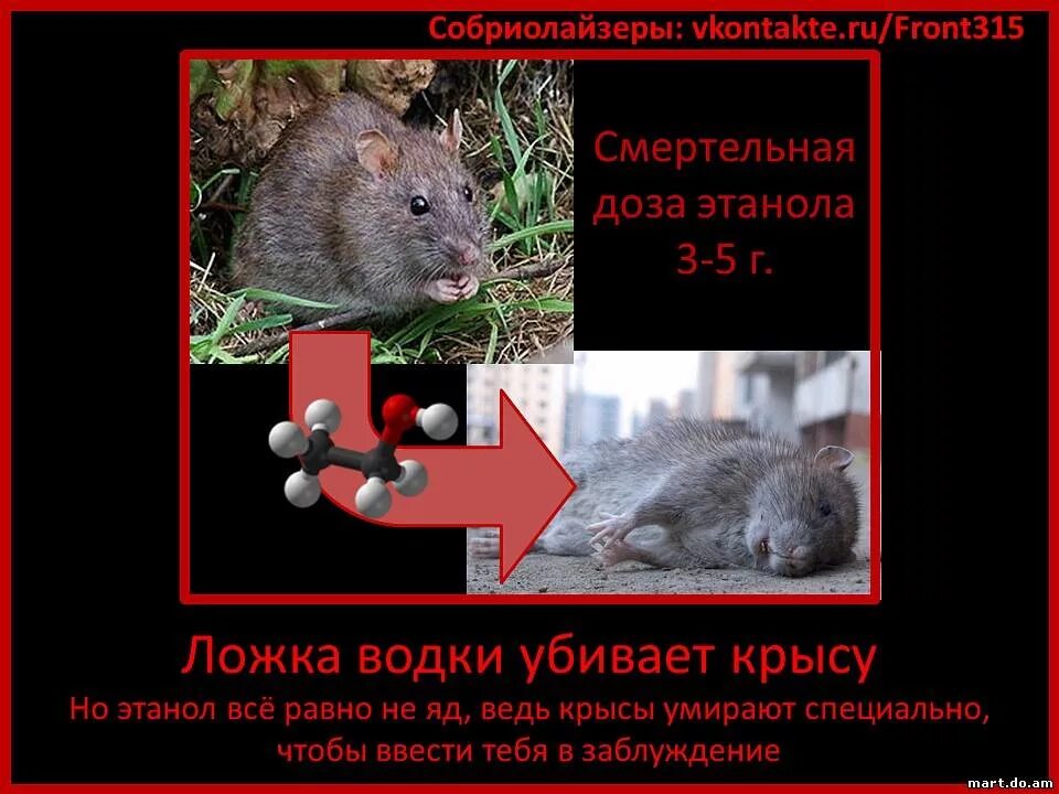 Смертность крыс. Мертвая декоративная крыса. Смертность крыс. Мертвая декоративная крыса. Опухоли у декоративных крыс.