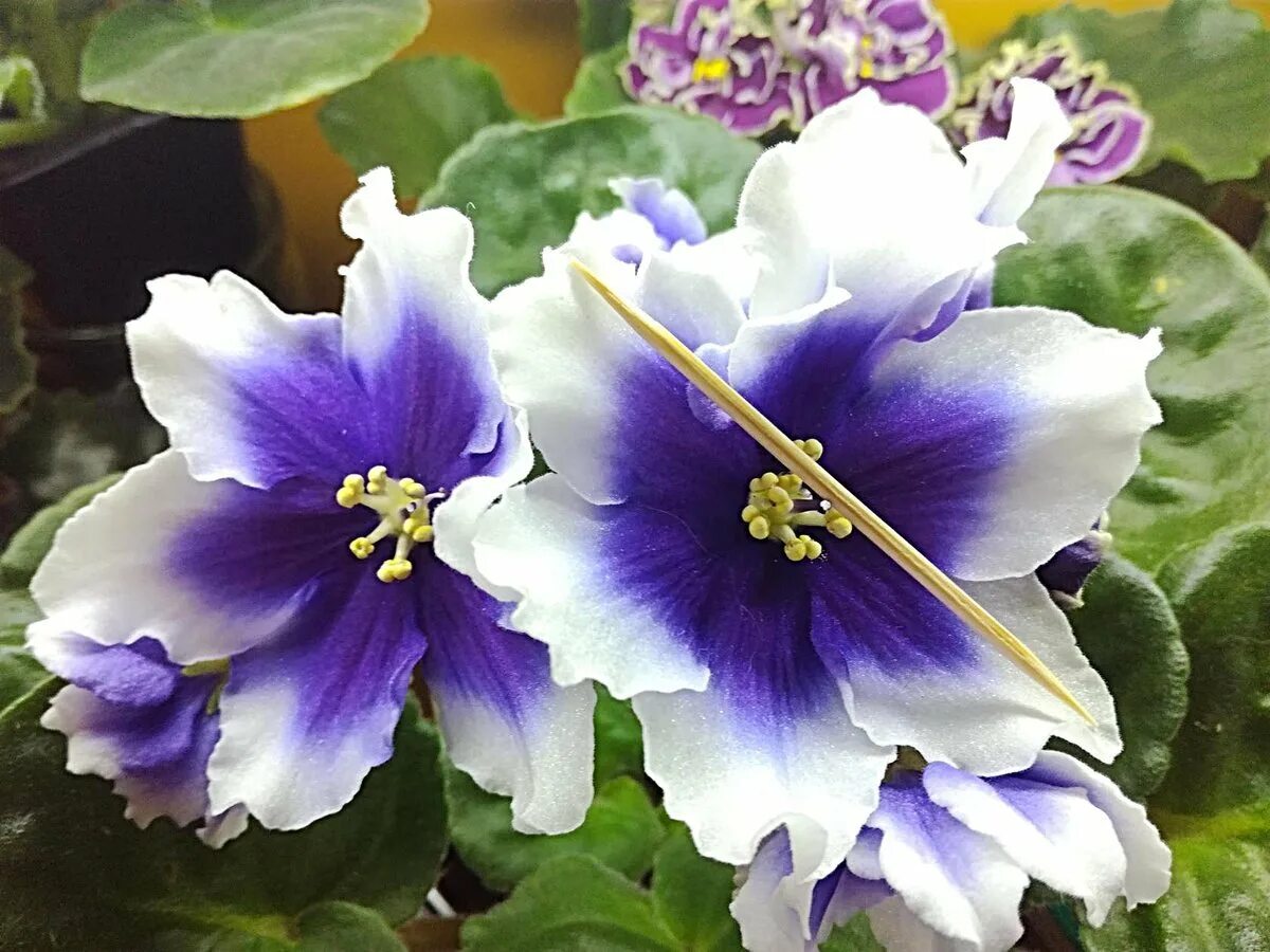 Сорт фиалки humako inches. Фиалка humako. Фиалка humako inches. Сорт фиалки humako inches. Inch фиалка.