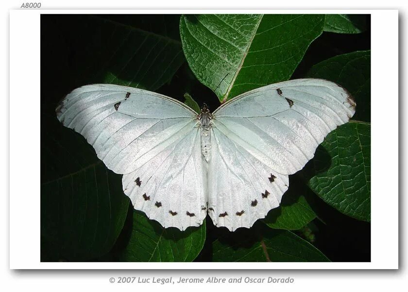 Morpho polyphemus бабочка. Бабочка белая. White morpho. Morpho polyphemus бабочка. Бабочка белая.