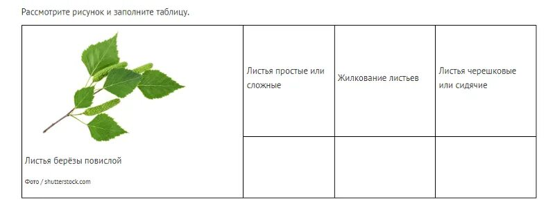 Рассмотрите изображение. (а) Заполните таблицу: Опишите особенности строения зон