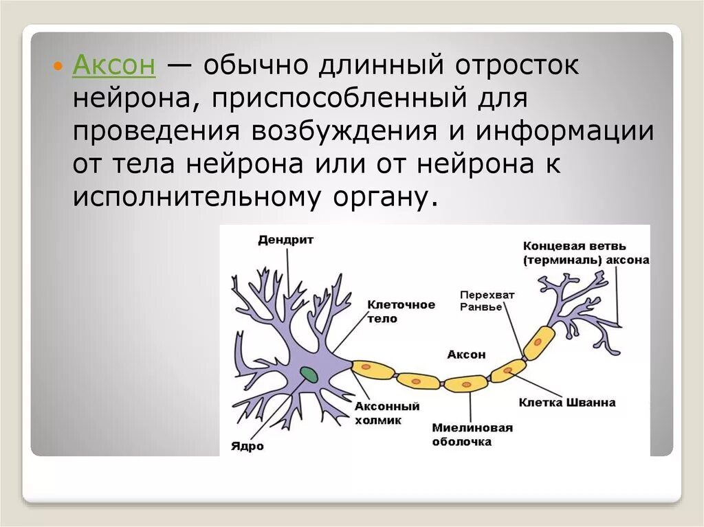 Распределите по группам характеристики отростков нервной клетки. Аксон строение нейрона. Аксон длинный отросток нейрона клетки. Строение и функции нейронов Аксон. Строение нерва Аксон.