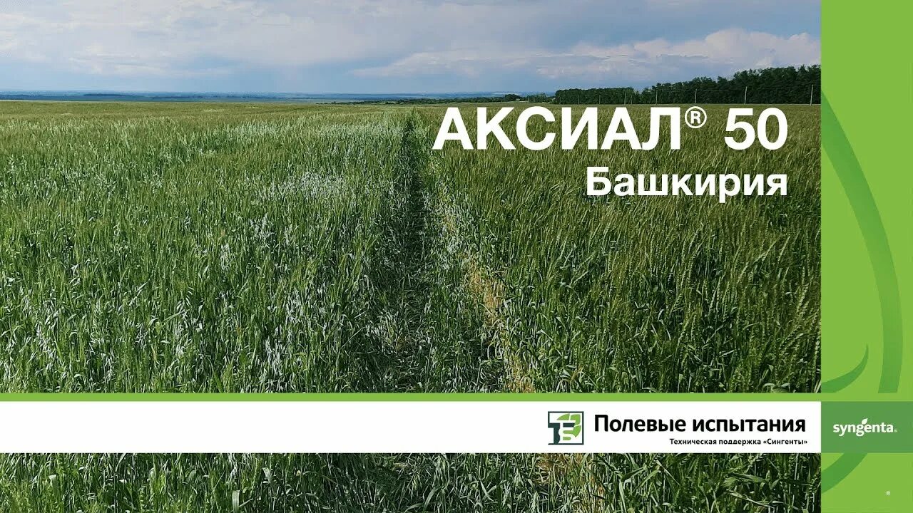 Аксиал 50 гербицид. Гербициды от овсюга. гербициды от овсюга по пшенице. гербицид против овсюга.