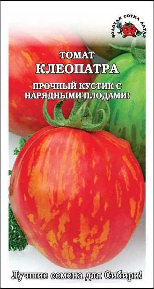 Томаты золотой сотки алтая. Золотая сотка Алтая томат Клеопатра. Клеопатра сорт помидор. Клеопатра помидоры описание сорта. Томат Таежное золото.