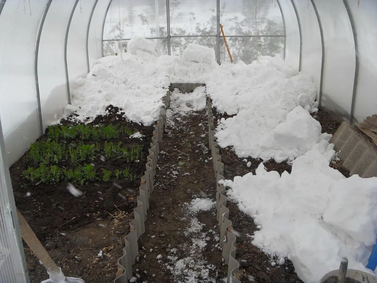 Теплица зимой. Зимняя теплица. Снег в теплицу. Зимняя теплица. Теплица зимой.