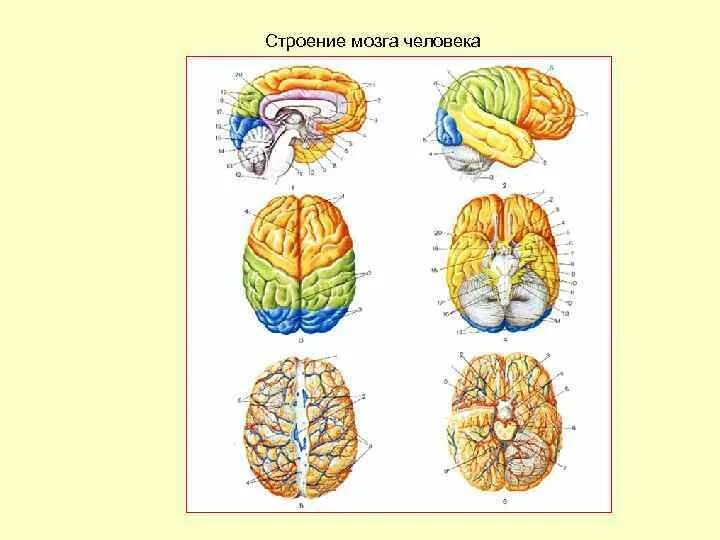 Типы строения головного мозга. Строение мозга. Строение человеческого мозга. Клеточное строение мозга человека.