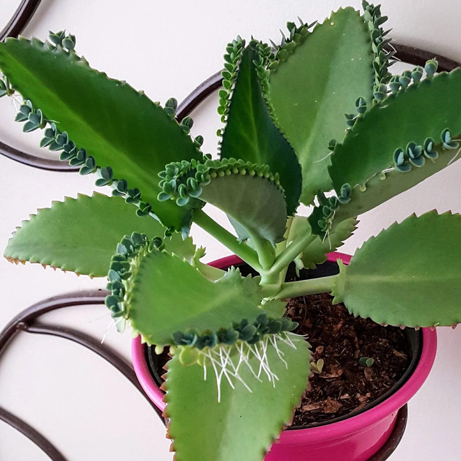 Каланхоэ лечебное. Каланхоэ лекарь. Каланхоэ блоссфельда бриофиллум. Алоэ дегремона. Бриофиллум дегремона цветение.