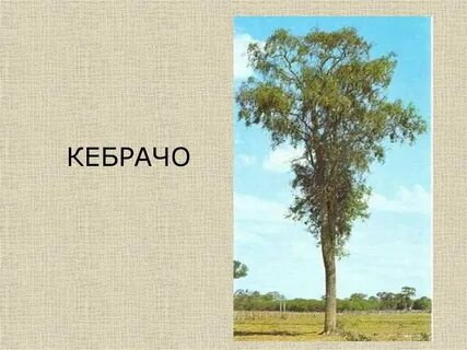 Кебрачо