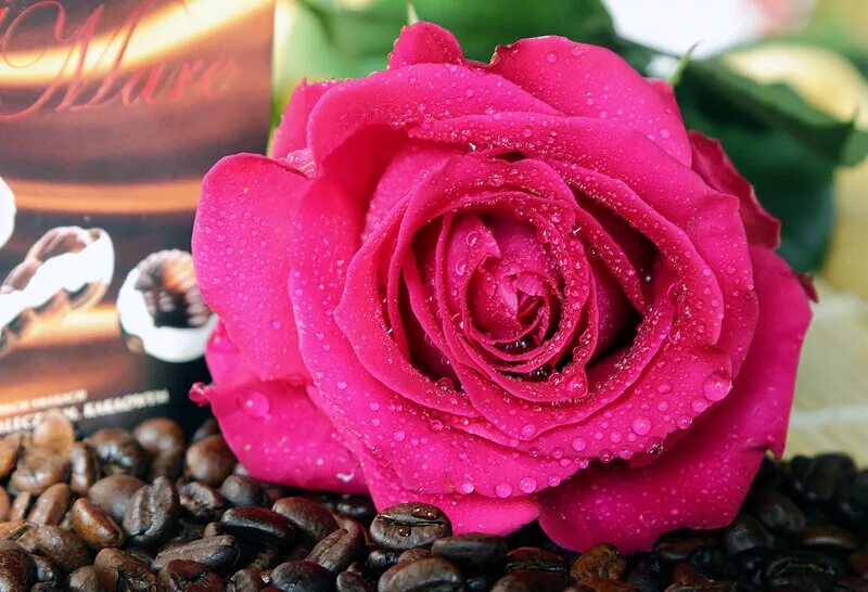 запахли розы