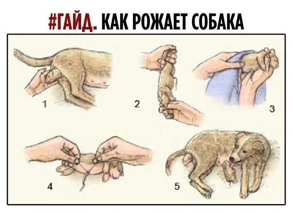 Как правильно сук суки