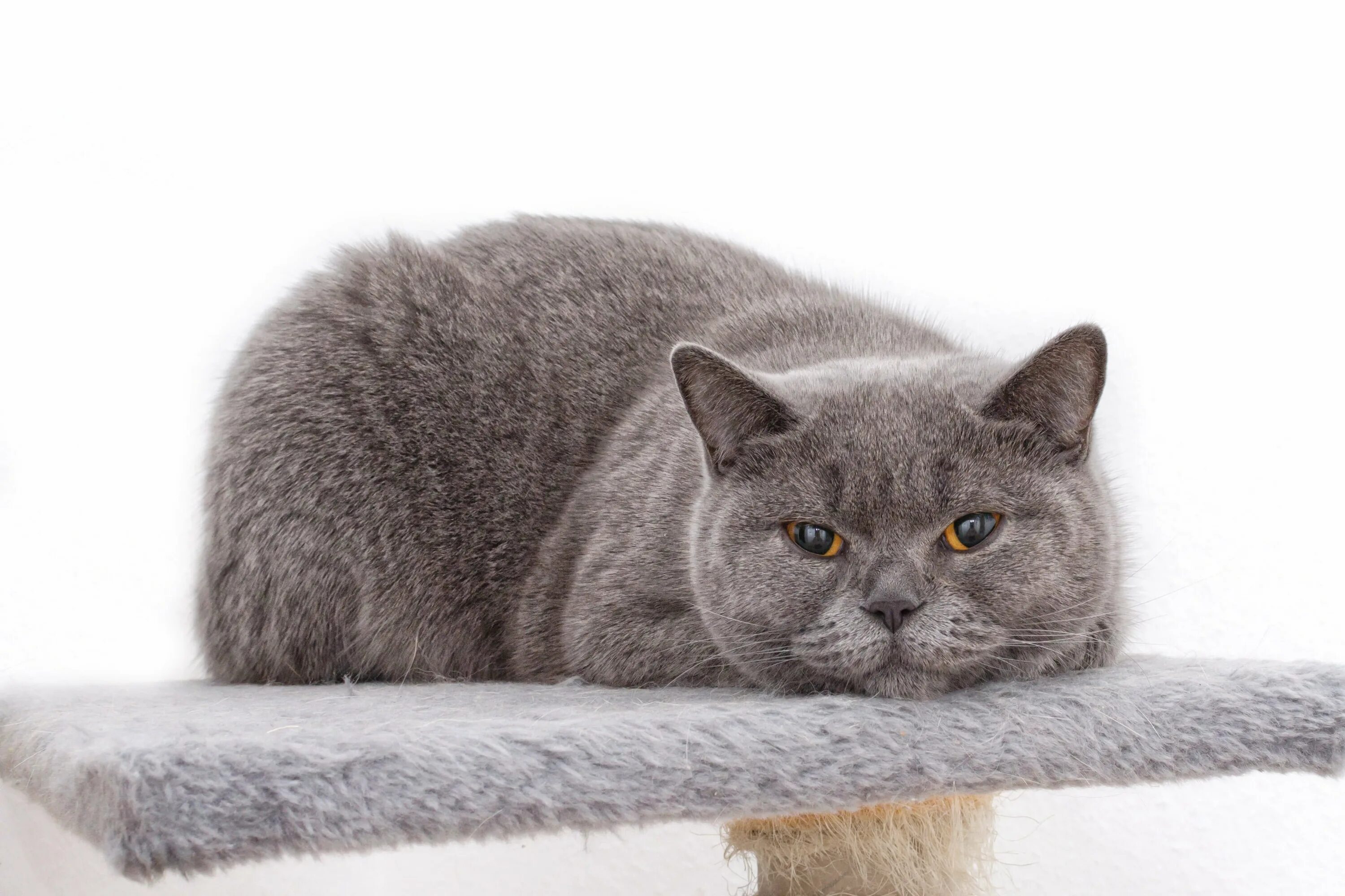 Cat s grey