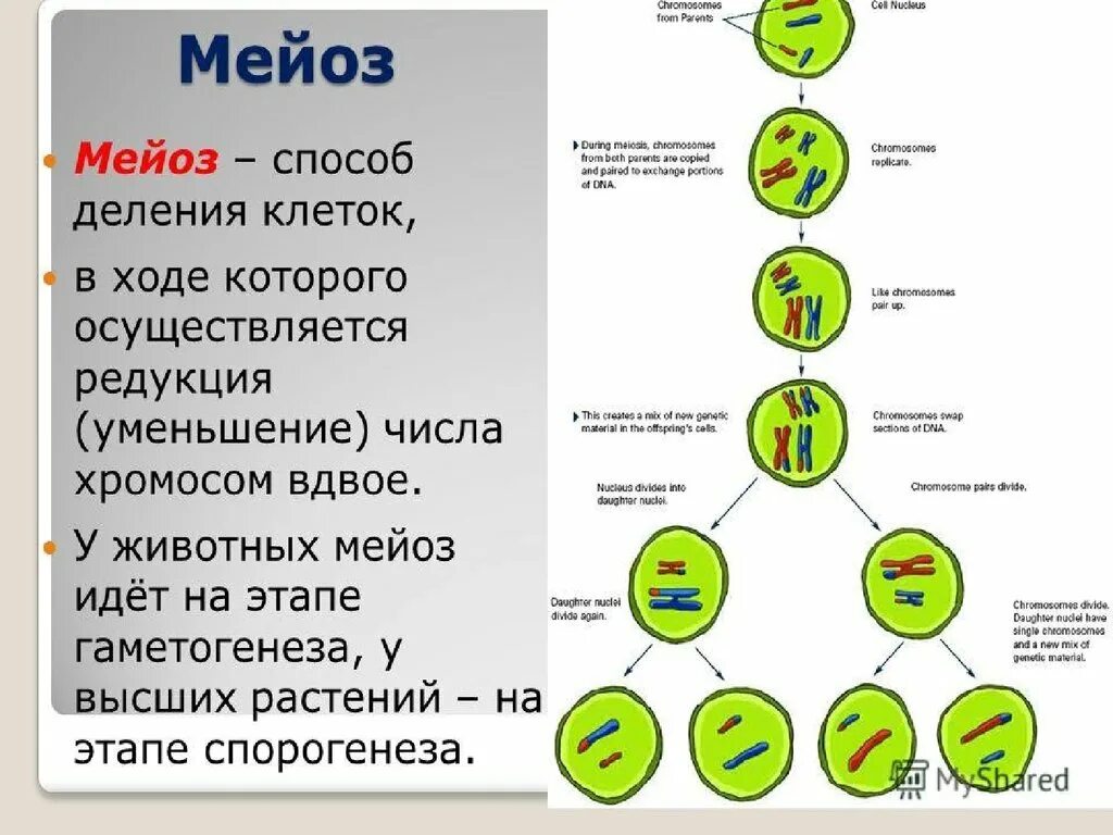 Этапы деления клетки мейоз. Фазы мейоза таблица кратко. Деление клеток эукариот схема. Основной механизм деления клетки мейоз вид размножения.