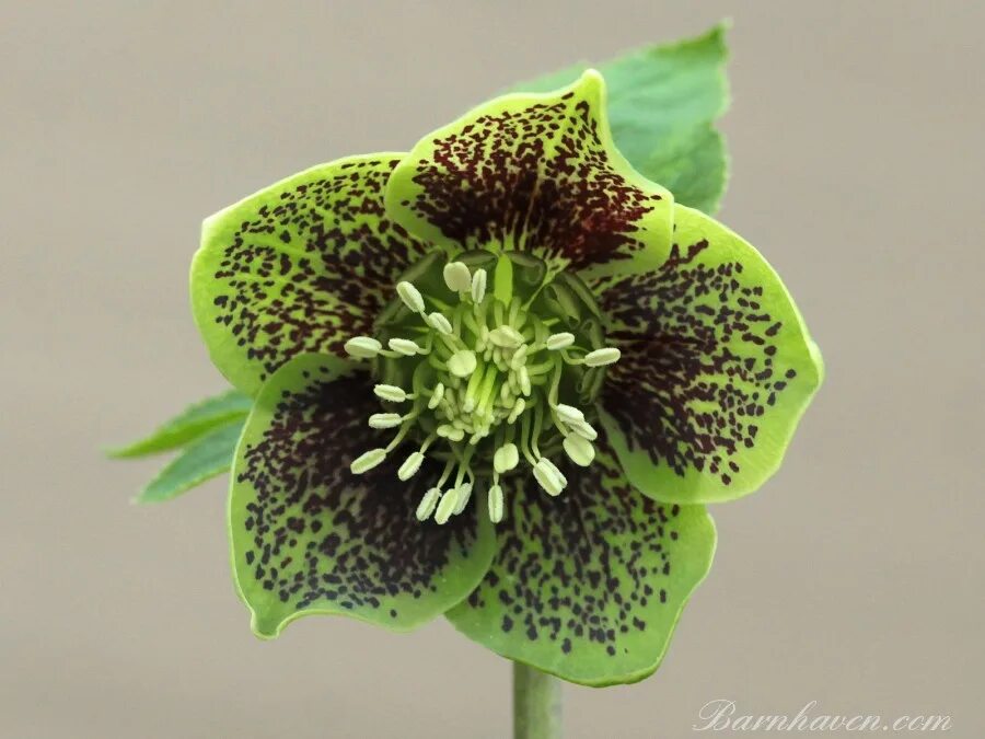 Морозник геллеборус. Морозник Грин. Морозник Single Green spotted. Морозник гибридный примула. Грин гибрид