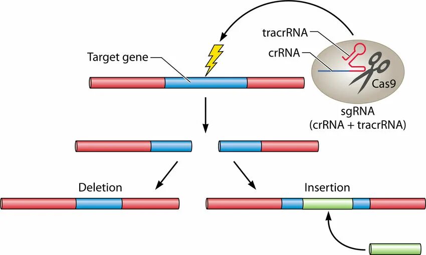 Gene targeting