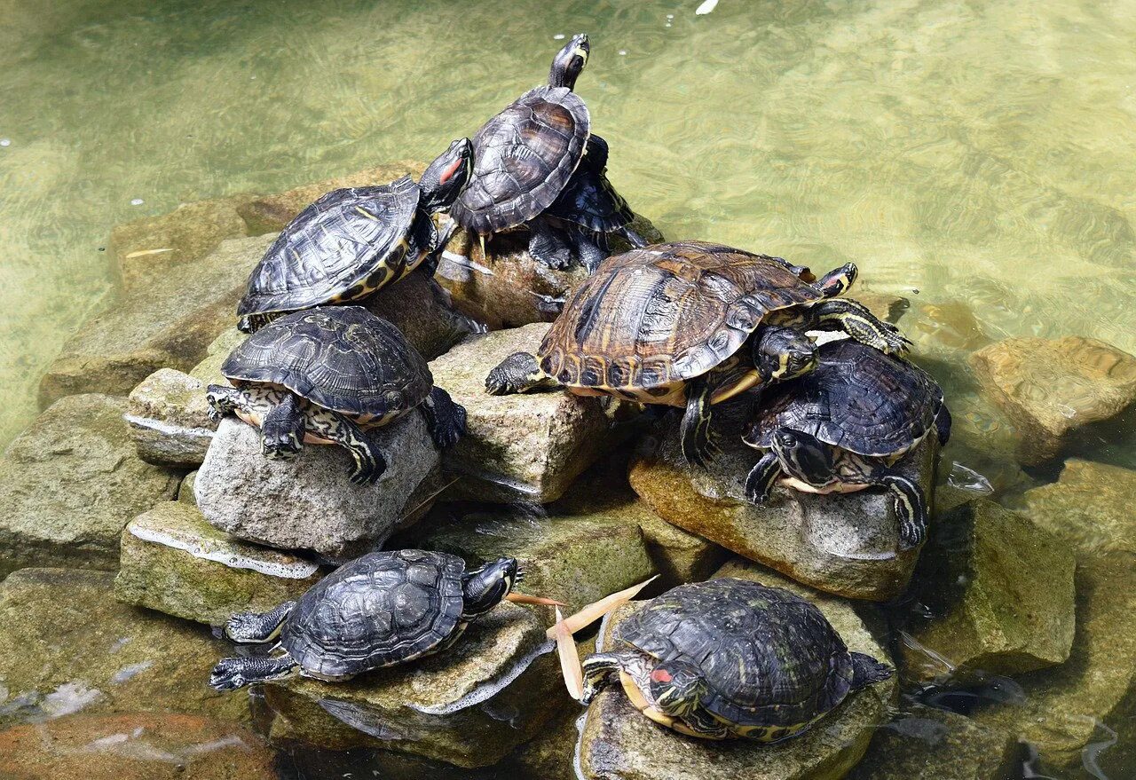 Черепахи много. Красноухая Болотная черепаха. Черепашата красноухой черепахи. Дикие красноухие черепахи. Красноухая черепаха в природе.