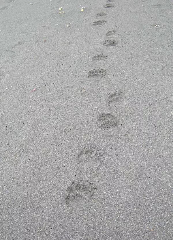 Следы медведя. Следы медведя на пескк. Следы медвежонка на песке. Следы медведя на снегу.