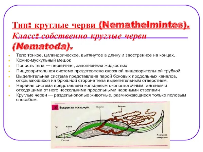 Круглые черви сегменты. Пищеварительная система круглых червей имеет. сквозная пищеварительная система у круглых червей. пищеварительная система круглых червей представлена. класс собственно круглые черви nematoda.