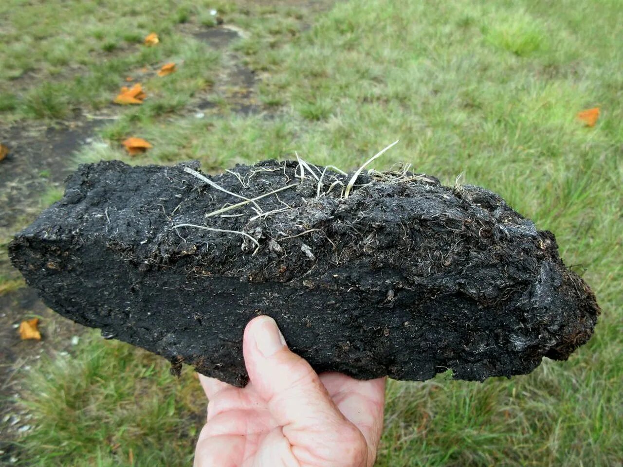 Где взять торф в природе. Торф. торф камень. peat торф. кусок торфа.