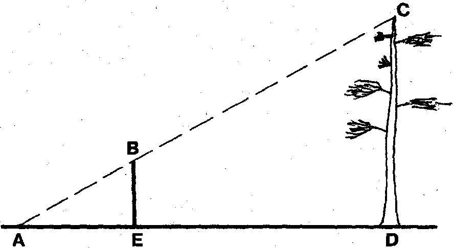 Измерение с помощью подобия. Измерить длину тени. Как найти длину тени. Как определить высоту де. Измерение высоты дерева по тени.