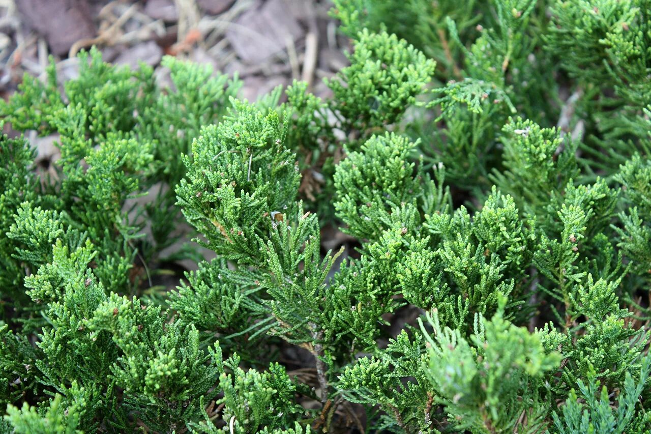 Juniperus horizontalis pancake. можжевельник горизонтальный гласиер. можжевельник горизонтальный juniperus horizontalis. можжевельник горизонтальный juniperus horizontalis. Juniperus horizontalis spponferta spp.