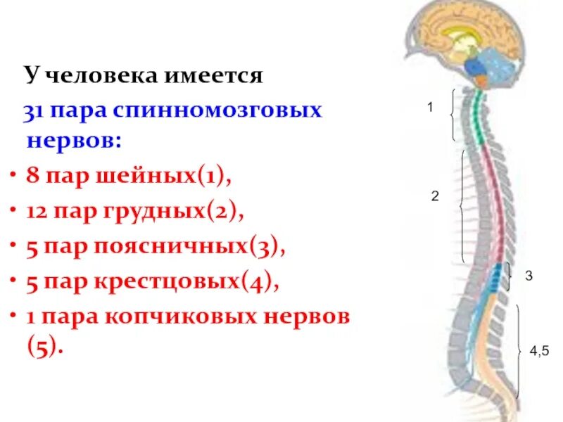 Спинно черепные нервы. Спинной мозг 31 пара нервов. 31 Пара спинномозговых нервов схема. Спинномозговые нервы 12 пар. Спинномозговые нервы 31 пара таблица.